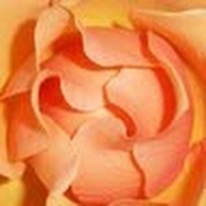 Meet your Posher, Elaine